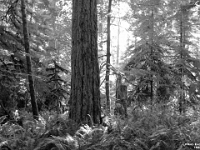 15886CrBwLe - Cathedral Grove  Peter Rhebergen - Each New Day a Miracle